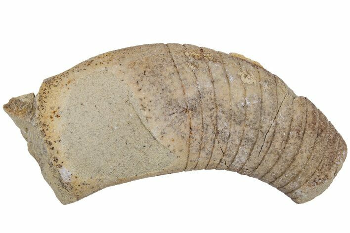 Ordovician Oncoceratid (Beloitoceras) Fossil - Wisconsin #216374